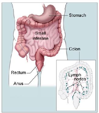 Anatomy of the colon (from the National Cancer Institute)